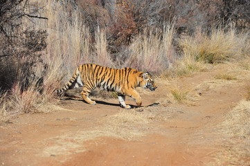 Fototapeta na wymiar Portrait shot of a young tiger cub
