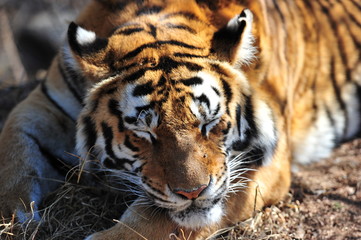 Shot of a sleeping tiger