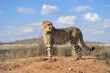 Portrait shot of an elegant African Cheetah