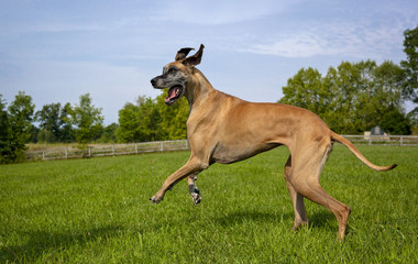 Great Dane striding in field, no ball