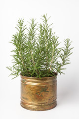 Rosemary