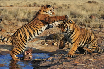 Fototapeta premium Pair of young tigers play-fighting