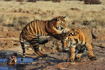 Fototapeta na wymiar Pair of young tigers play-fighting