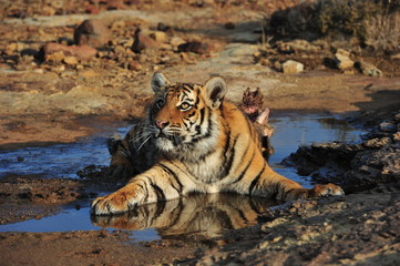 Portrait shot of a young tiger at rest
