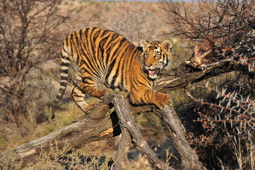 Young tiger resting on a fallen tree branch