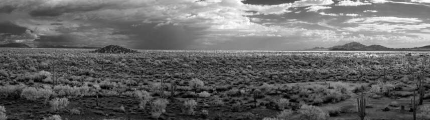 Fototapeta premium Sonora Desert Panorama