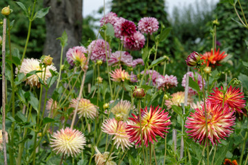 Dahlien v3