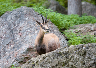 chamois in the mountains