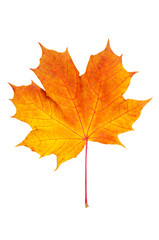 Maple leaf
