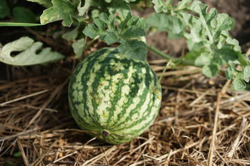 Маленький арбуз на грядке