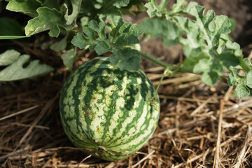 Маленький арбуз на грядке