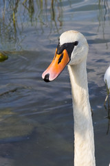 Obraz premium Mute swan (Cygnus olor)