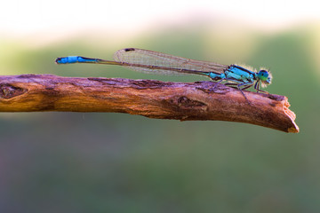 Libellula, damigella su rametto, macro sfondo verde