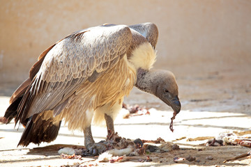 Cape Griffon tear off pieces of flesh from a carcass