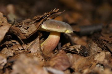 Steinpilz unter Laub