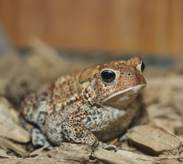 European Toad