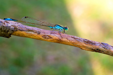 Libellula, damigella su rametto, macro sfondo verde