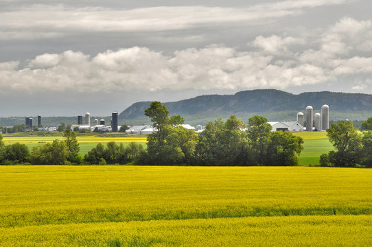rapeseed fields and farms