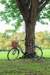 Fototapeta premium bicycle on green grass under tree