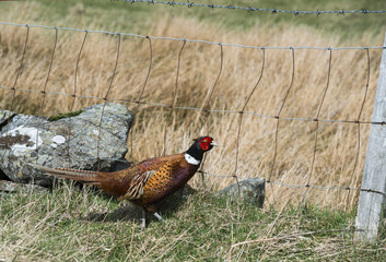Pheasant - Phasianus colchicus