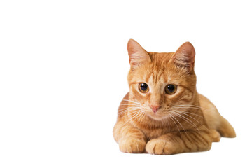 red cat is isolated on white.