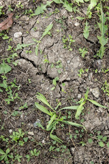 Textured background of dry cracked earth surface.