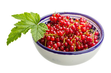 Red currant