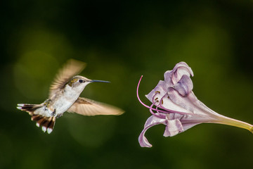 HummingBrid