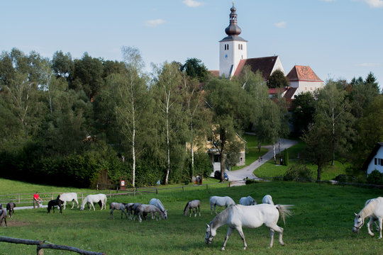 Piber und die Lipizzaner