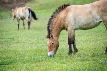 Naklejka na ściany i meble Przewaski horse equus ferus przwealski in captivity
