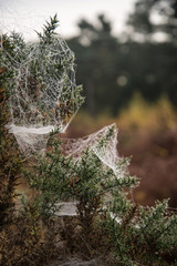 Spider's web covered in dew on cold Autumn morning