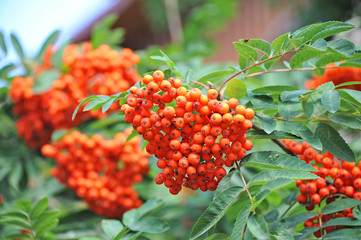 Rowan berries, Mountain ash (Sorbus) tree with ripe berry