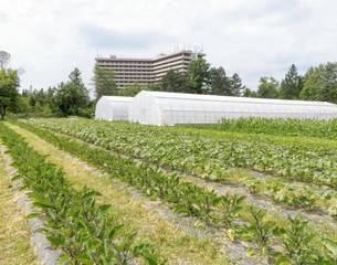 Organic Farm in Urban setting