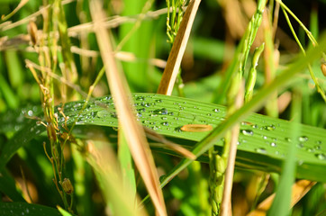 rice leaf