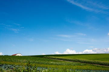 畑の上に広がる夏空