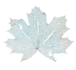 Dry maple leaf on white background isolated