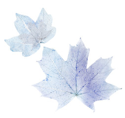 Dry maple leaves on white background isolated
