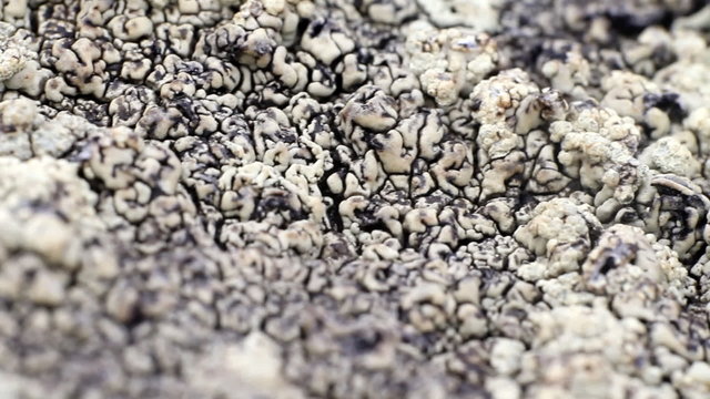 macro polar live pattern texture  natural wild