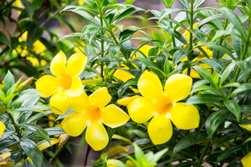 Allamanda, beautiful yellow flower