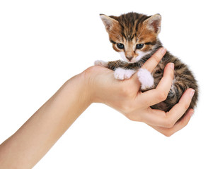 Cute little kitten in hand isolated on white