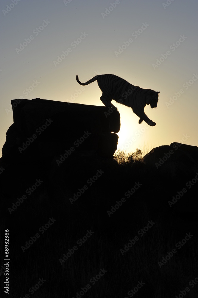 Wall mural Silhouette shot of a tiger coming down from a rock