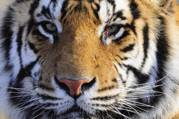 Fototapeta na wymiar Closeup Portrait shot of a Bengal Tiger