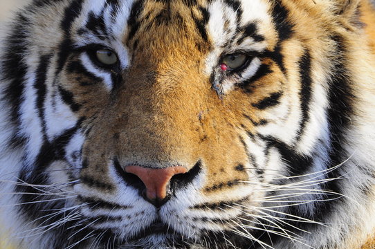 Closeup Portrait shot of a Bengal Tiger