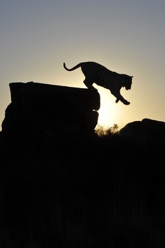 Silhouette shot of a tiger coming down from a rock