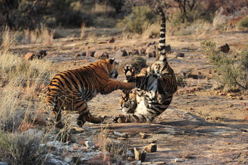 Naklejka na ściany i meble Pair of young tigers play-fighting