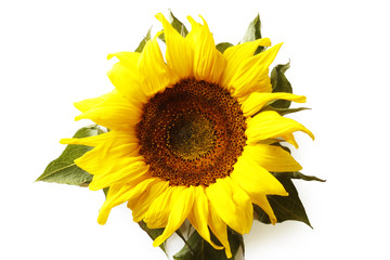 Obraz premium Sunflower