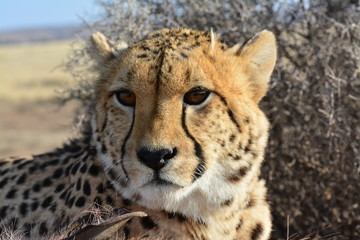 Portrait shot of an African Cheetah