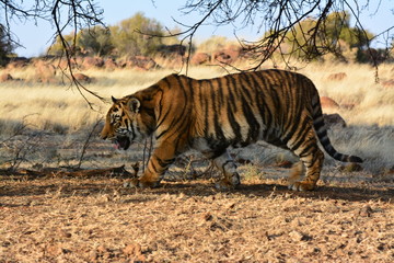 Portrait shot of a young tiger cub