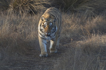 Bengal Tiger on patrol in its territory
