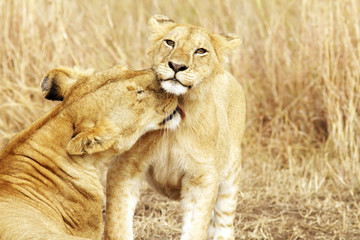 Lion Cub and Mother on the Masai Mara in Africa